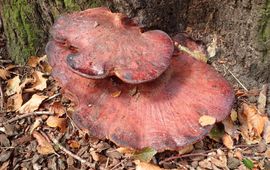 Mike Hirschler, Nederlandse Mycologische Vereniging Biefstukzwam
