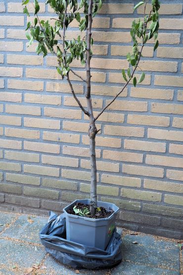 De bij een tuincentrum gekochte perenboom