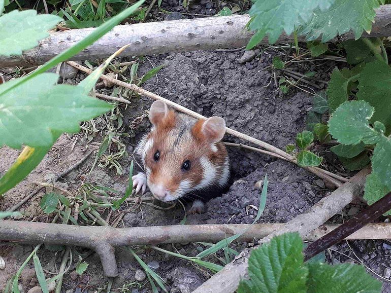 De Europese hamster komt in Nederland alleen in Zuid-Limburg voor