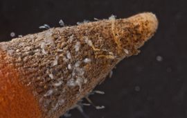 Loxosomella phascolosomata op het achtereind van de pindaworm Golfingia vulgaris