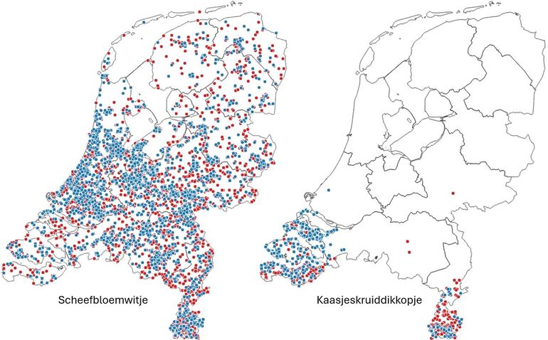 Waarnemingen van scheefbloemwitje en kaasjeskruiddikkopje, de blauwe stippen zijn die van 2025