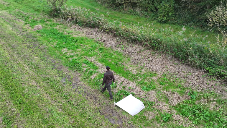 Onderzoekers van de NVWA gebruiken de methode 'tekenslepen' om de aanwezigheid en dichtheid van teken in een bepaald gebied te onderzoeken. Hierbij wordt een wit doek over de vegetatie gesleept, waaraan teken zich vastklampen