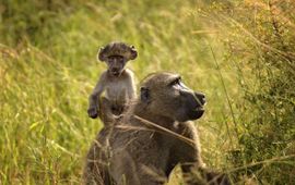 Pixabay Baboon, baviaan