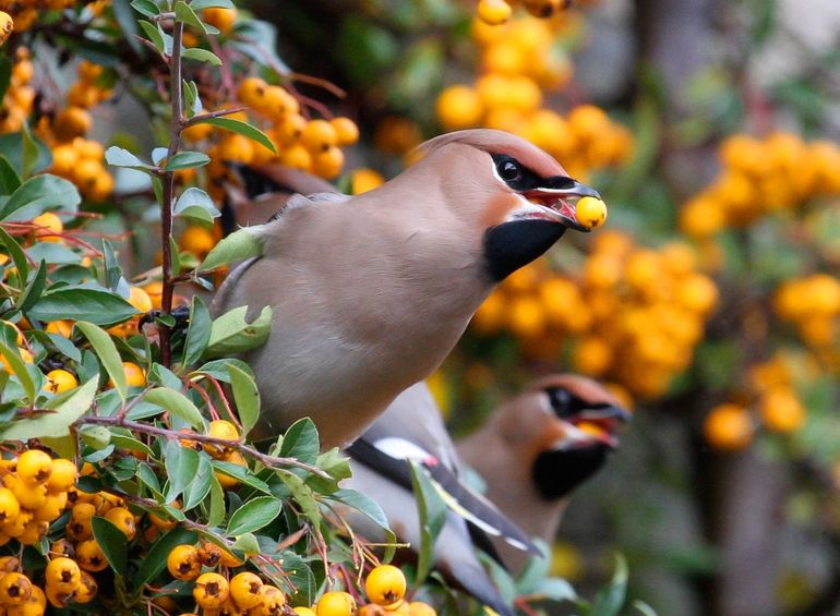 's Winters eten pestvogels voornamelijk bessen, in dit geval die van de vuurdoorn