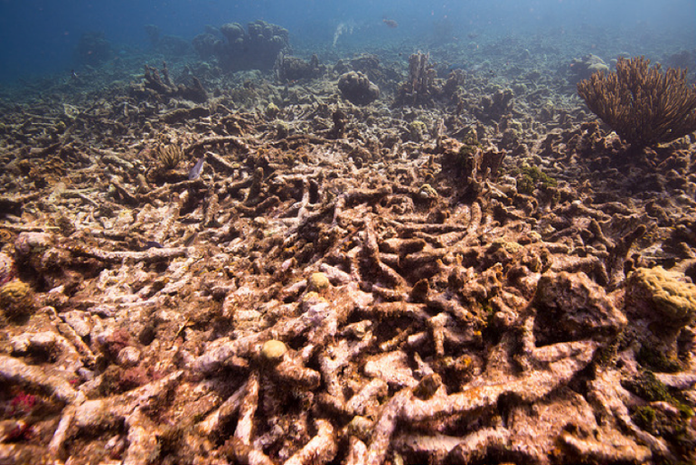 Een verwoest koraalrif in de Nederlandse Cariben