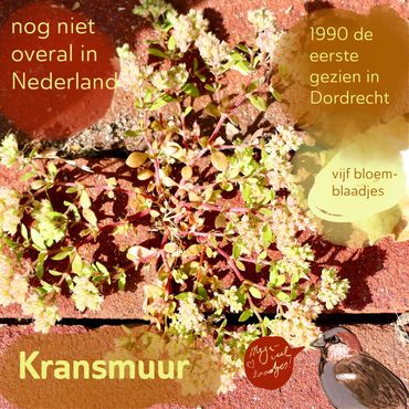 Kransmuur