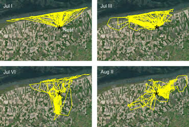 Verandering van de home range van ‘Jens’ aan de Groningse noordkust tussen begin juli en begin augustus 2017 in vier pentades (periode van vijf dagen)