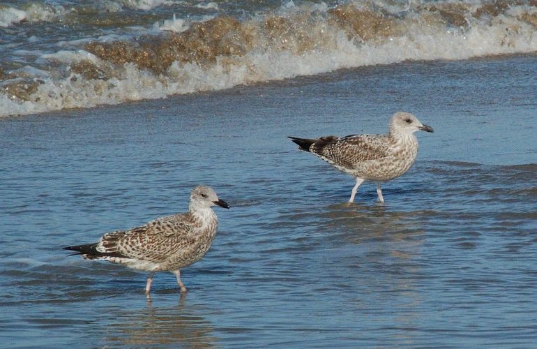 Deze ‘tweede winter’ zilvermeeuwen zijn anderhalf jaar oud – maar nog niet zilver