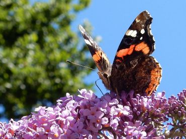 In de zomer is Buddleja een goede vlindertrekker, hier met atalanta