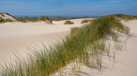 Noord-Hollandse duinen