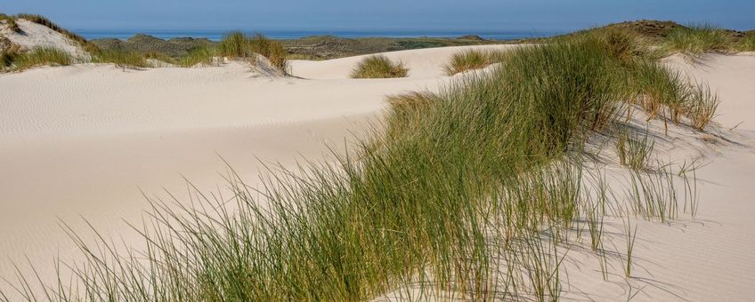 Noord-Hollandse duinen