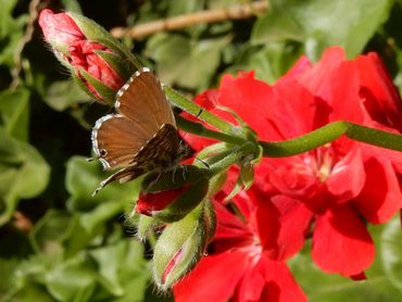 Geraniumblauwtje op pelargonium