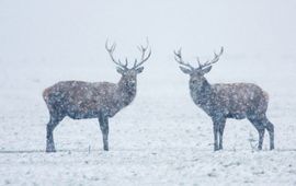 Ruben Smit VOOR EENMALIG GEBRUIK Edelherten. bron: Natuur in Nederland, 5de druk, Frank Berendse