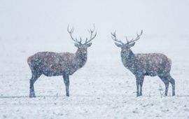 Edelherten. bron: Natuur in Nederland, 5de druk, Frank Berendse