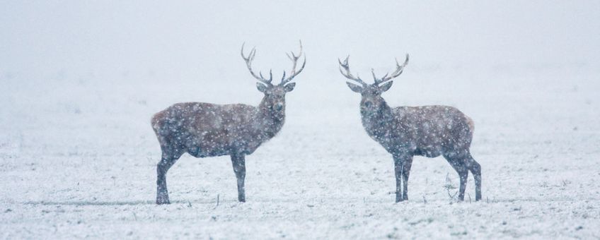 Edelherten. bron: Natuur in Nederland, 5de druk, Frank Berendse