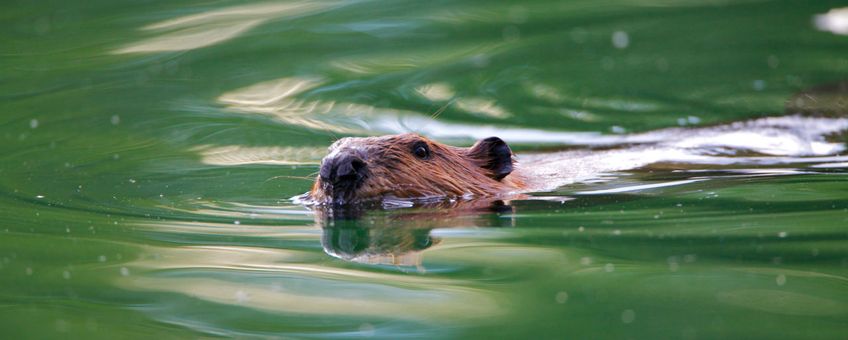 De bever, een sleutelsoort in natte natuur VOOR EENMALIG GEBRUIK