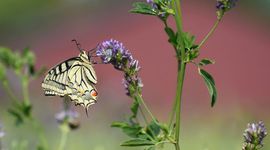 koninginnenpagee in klaveronderzaai - primair