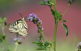 koninginnenpagee in klaveronderzaai - primair