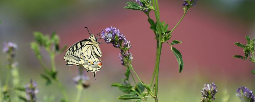 koninginnenpagee in klaveronderzaai - primair