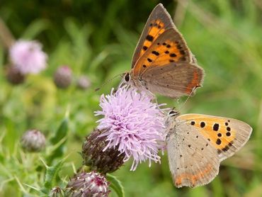 Kleine vuurvlinder heeft vaak in september de grootste generatie