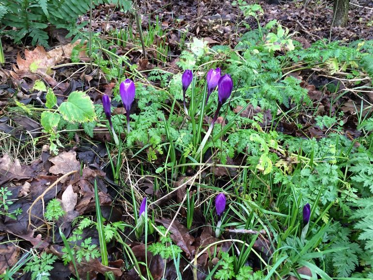 Paarse krokus in bloei op 5 februari 2016