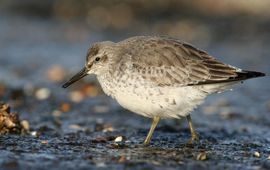 Martin Hierck De kanoet strijkt elk najaar massaal neer in het waddengebied