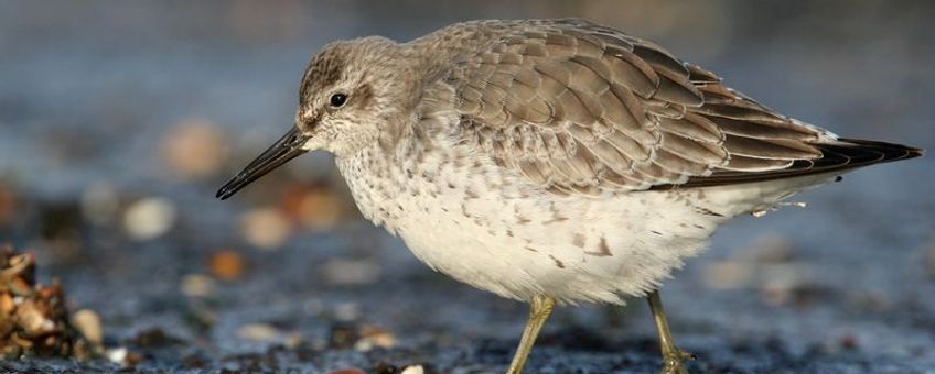 De kanoet strijkt elk najaar massaal neer in het waddengebied