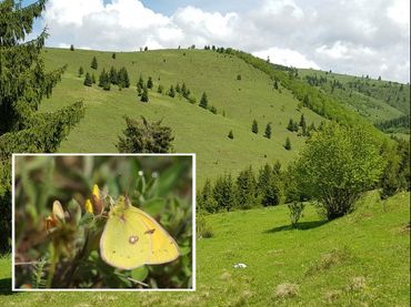Het leefgebied van de bremvlinder (inzet) in Transsylvanië