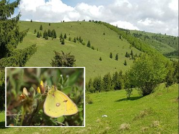 Habitat of the Danube clouded yellow in Transylvania