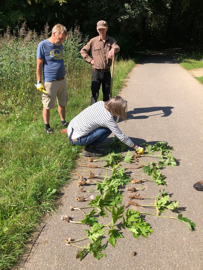 Nijmeegse Wiedewiedenweg-vrijwilligers zetten zich in om Reuzenberenklauw uit een park te bestrijden