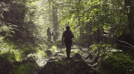 Gemengd bos in de Karpaten, Roemenie