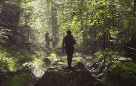 Gemengd bos in de Karpaten, Roemenie