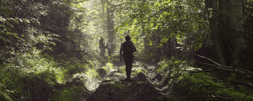 Gemengd bos in de Karpaten, Roemenie