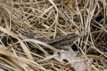 Levendbarende hagedis in de strooisellaag.