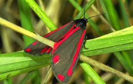 Ab H. Baas, De Vlinderstichting Tyria jacobaeae 19, Sint-jacobsvlinder