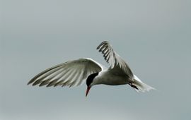 Sterna hirundo. Visdief