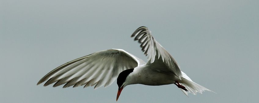 Sterna hirundo. Visdief