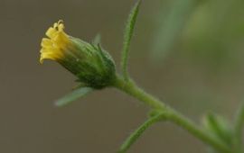 Kamferalant - bloem
Foto Benno te Linde - stichting Berglinde