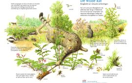 Jeroen Helmer, ARK Rewilding Nederland Download gratis de boegbeeldtekening van de wilde kat!