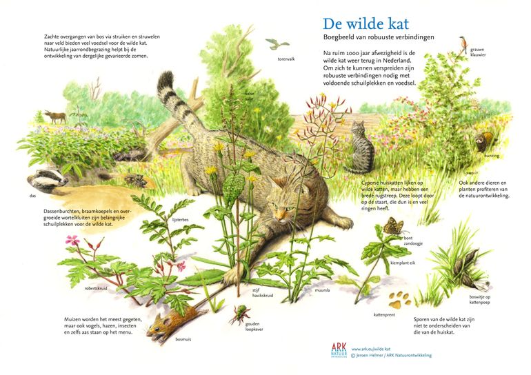 Download gratis de boegbeeldtekening van de wilde kat!