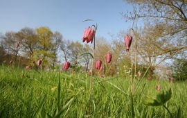 Fritillaria meleagris. Kievitsbloem