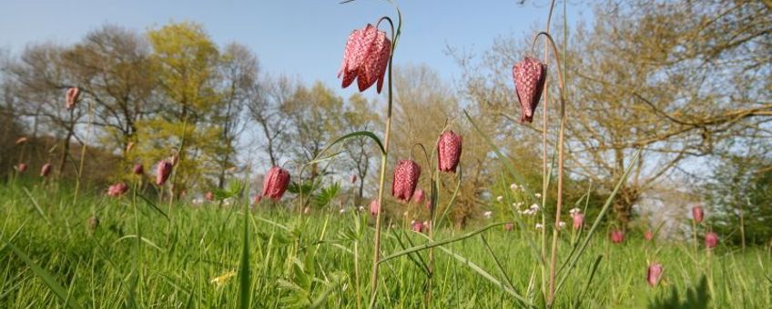 Fritillaria meleagris. Kievitsbloem