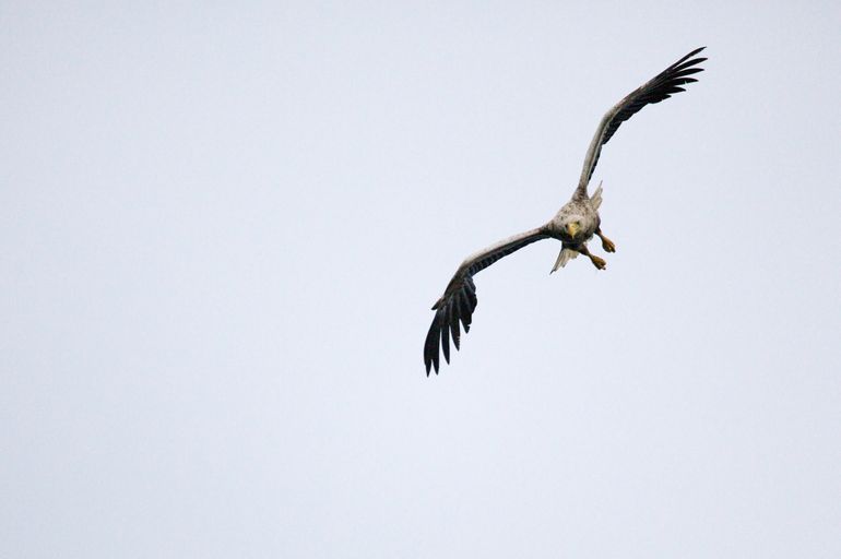 The white-tailed eagle is one of the species in the Oder Delta that benefits from rewilding by bringing back natural processes like flooding