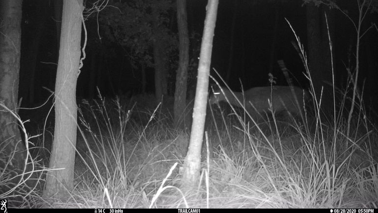 Op 28 augustus verkennen de eerste edelherten (een hinde met haar kalf) het nieuwe terrein dat grenst aan het bestaande leefgebied