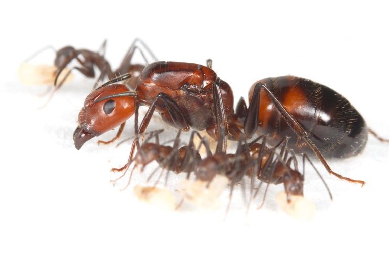 Camponotus nicobarensis