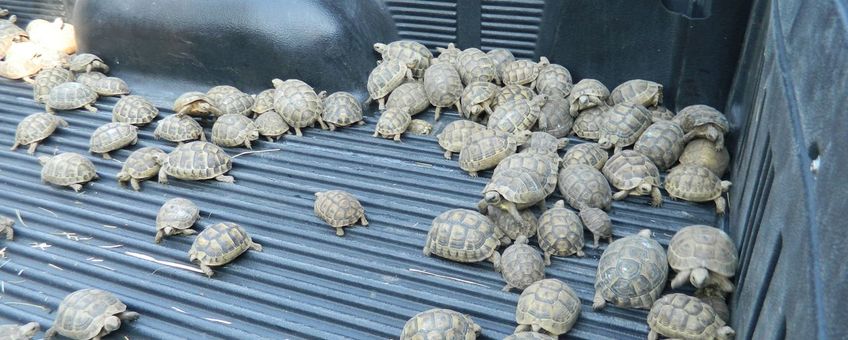 Honderden schildpadden werden geconfisceerd toen een man ze probeerde te smokkelen via de landsgrenzen van Syrië en Jordanië. Ze werden vervolgens naar het door het IFAW gesteunde Al Ma'awa Nature and Wildlife Center (Princess Alia Foundation) in Jordanië gebracht om te rehabiliteren.