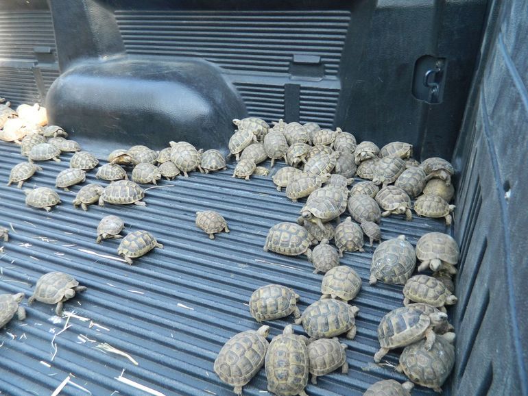 Honderden schildpadden werden geconfisceerd toen een man ze probeerde te smokkelen via de landsgrenzen van Syrië en Jordanië. Ze werden vervolgens naar het door het IFAW gesteunde Al Ma'awa Nature and Wildlife Center in Jordanië gebracht om te rehabiliteren