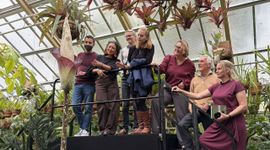 Publiek bewondert reuzenaronskelk (Amorphophallus decus-silvae) in Leidse Hortus