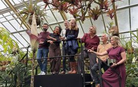 Publiek bewondert reuzenaronskelk (Amorphophallus decus-silvae) in Leidse Hortus