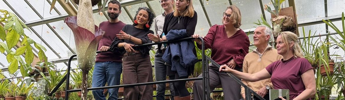 Publiek bewondert reuzenaronskelk (Amorphophallus decus-silvae) in Leidse Hortus